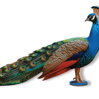 Large Peacock on a stand