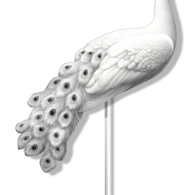 White Peacock in rod